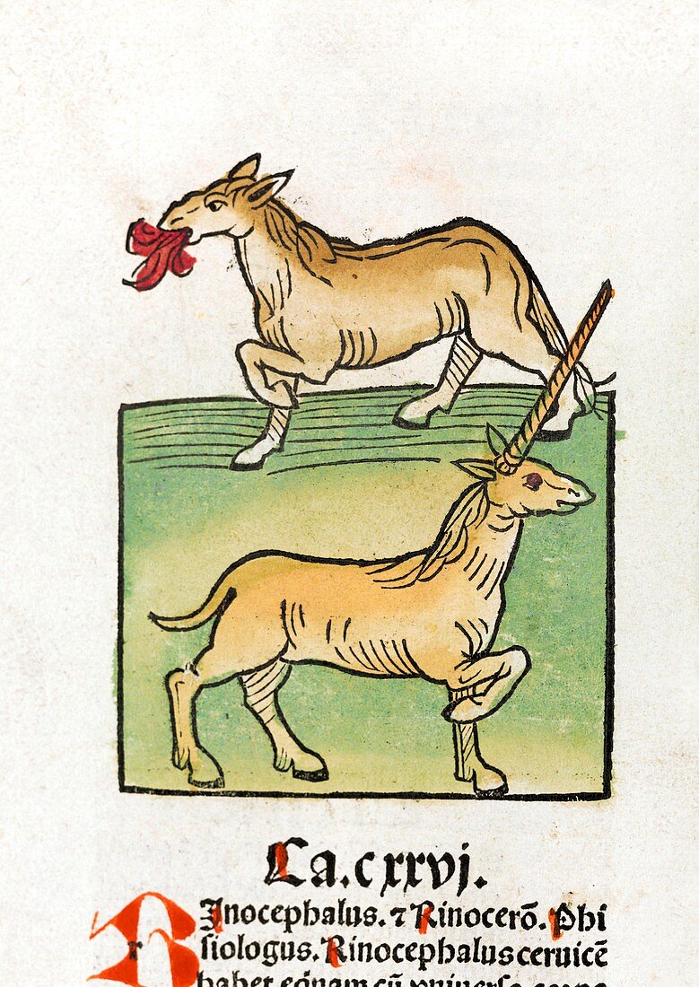 Mythical horse and unicorn,15th century