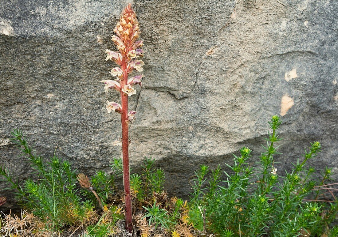 Orobanche caryophyllacea