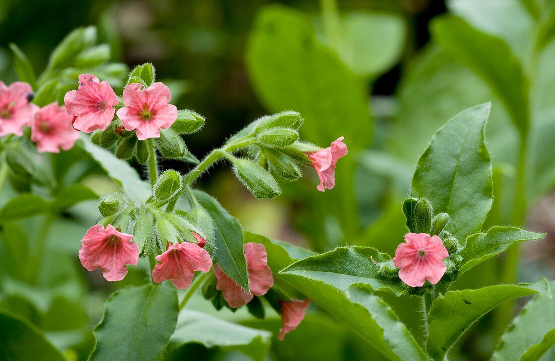 Red lungwort (Pulmonaria rubra)