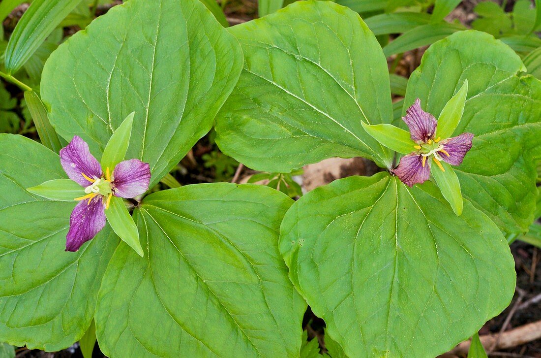 Western Wake Robin (Trillium ovatum)