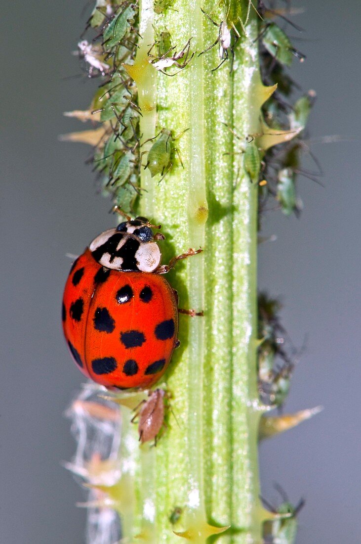 Harlequin ladybird and aphids