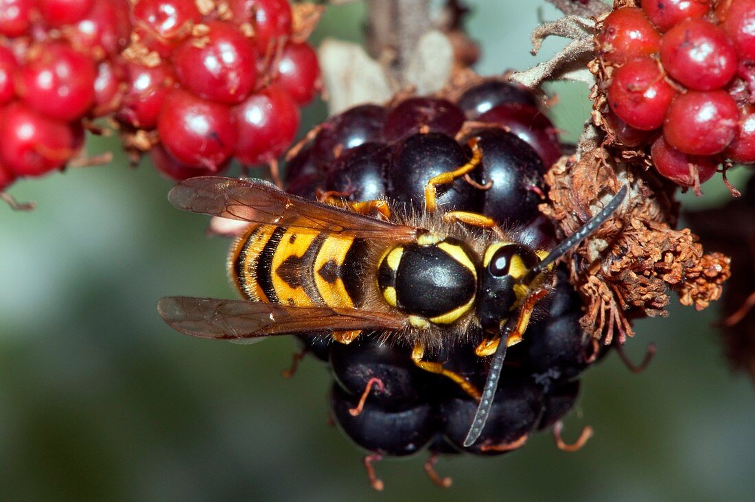 Wasp feeding on a blackberry