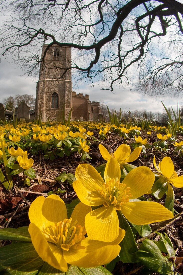 Winter aconite (Eranthis hyemalis)