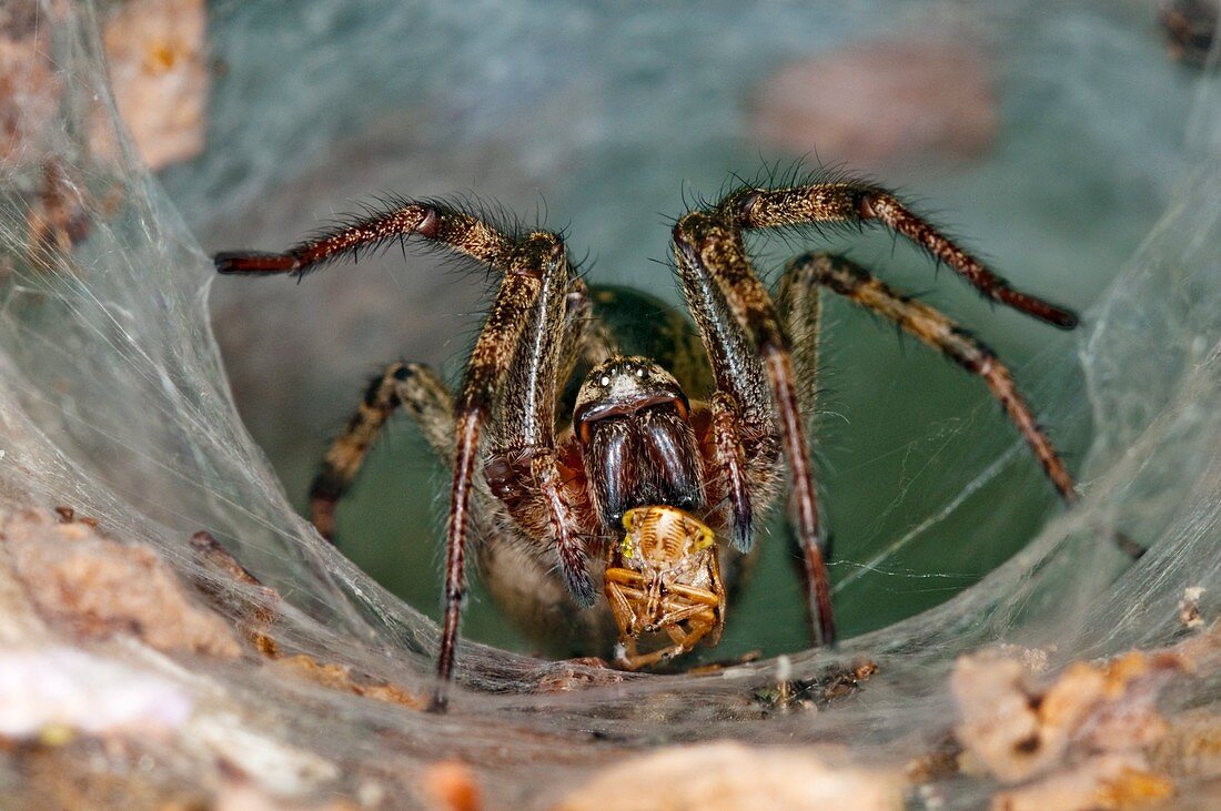 Labyrinth spider with prey