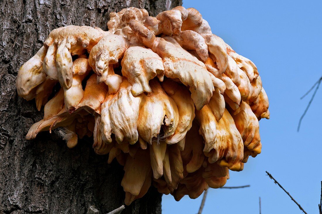 Bracket fungi on a tree trunk