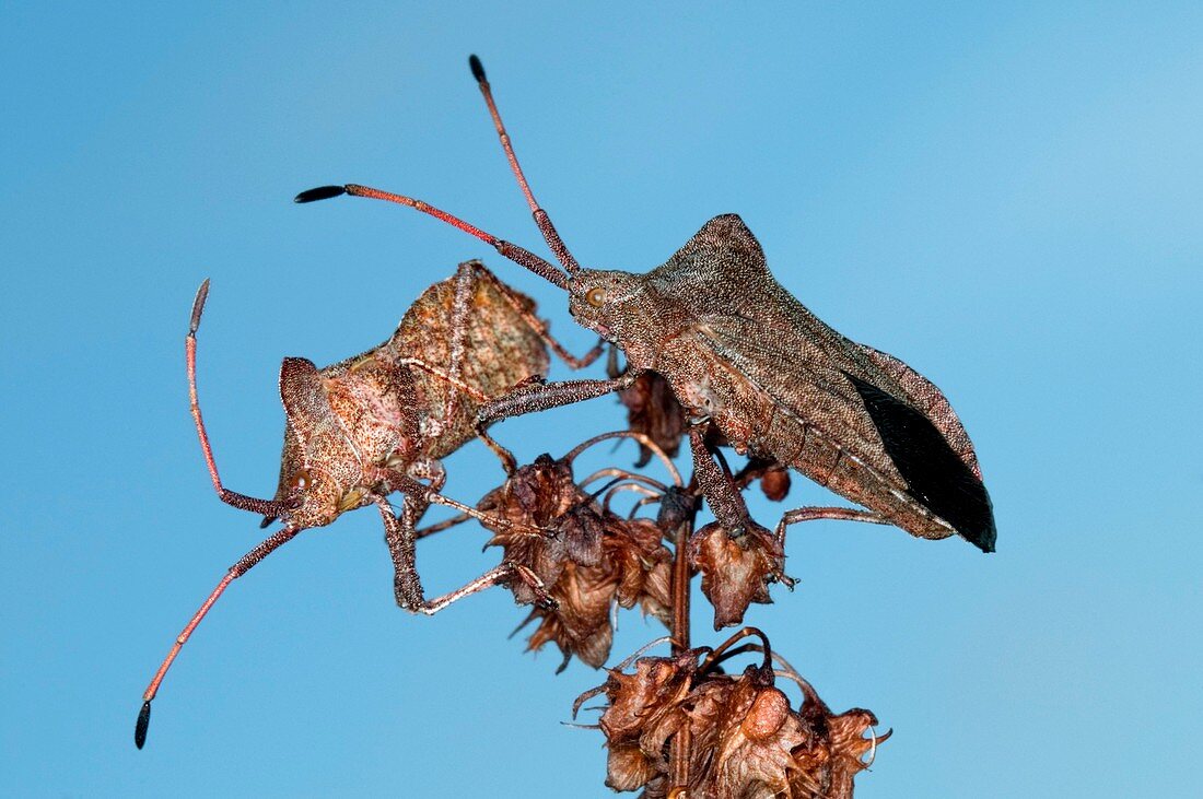 Dock bugs on a plant