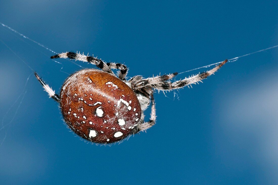 Four-spot orb-weaver spider