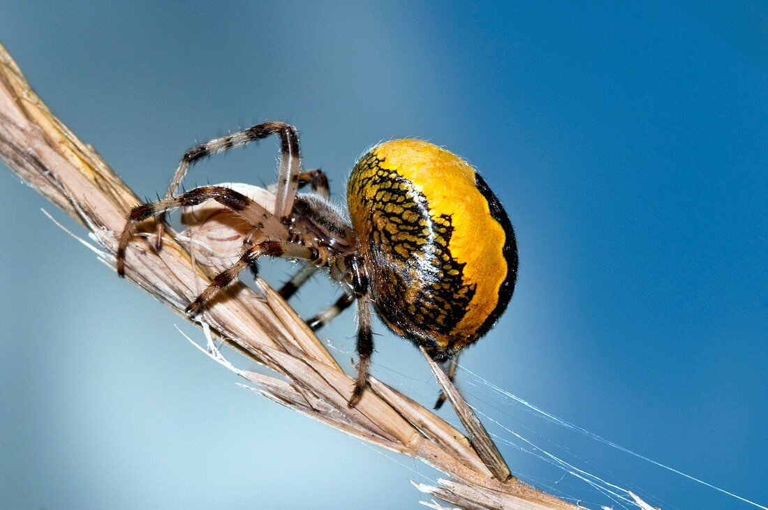 Marbled orb-weaver spider