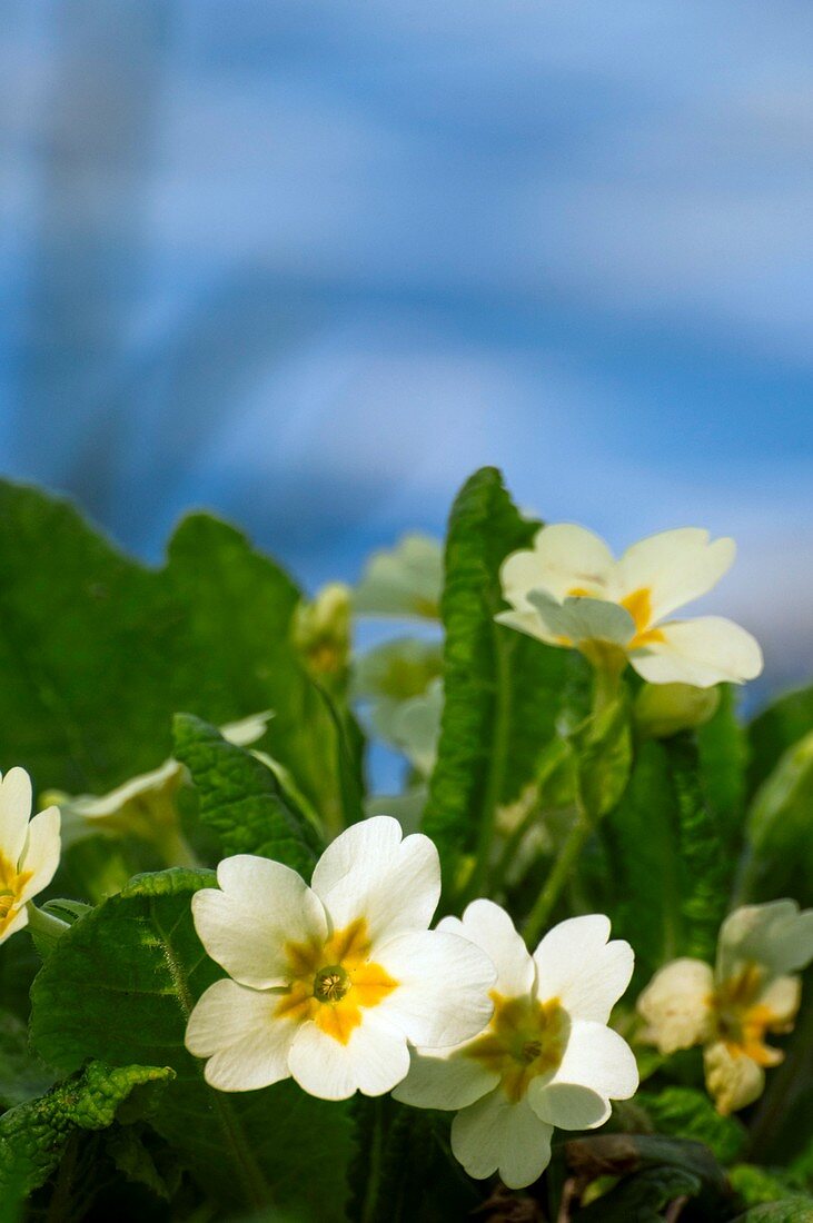 Primrose in flower