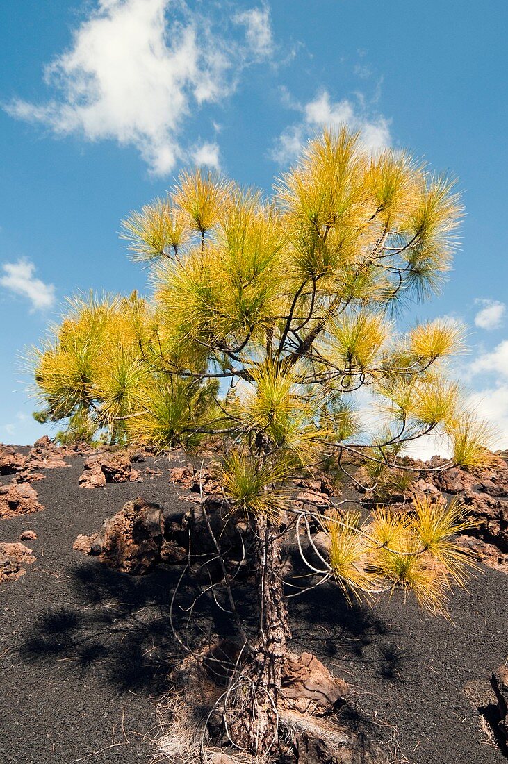 Canary Island pine on lava field