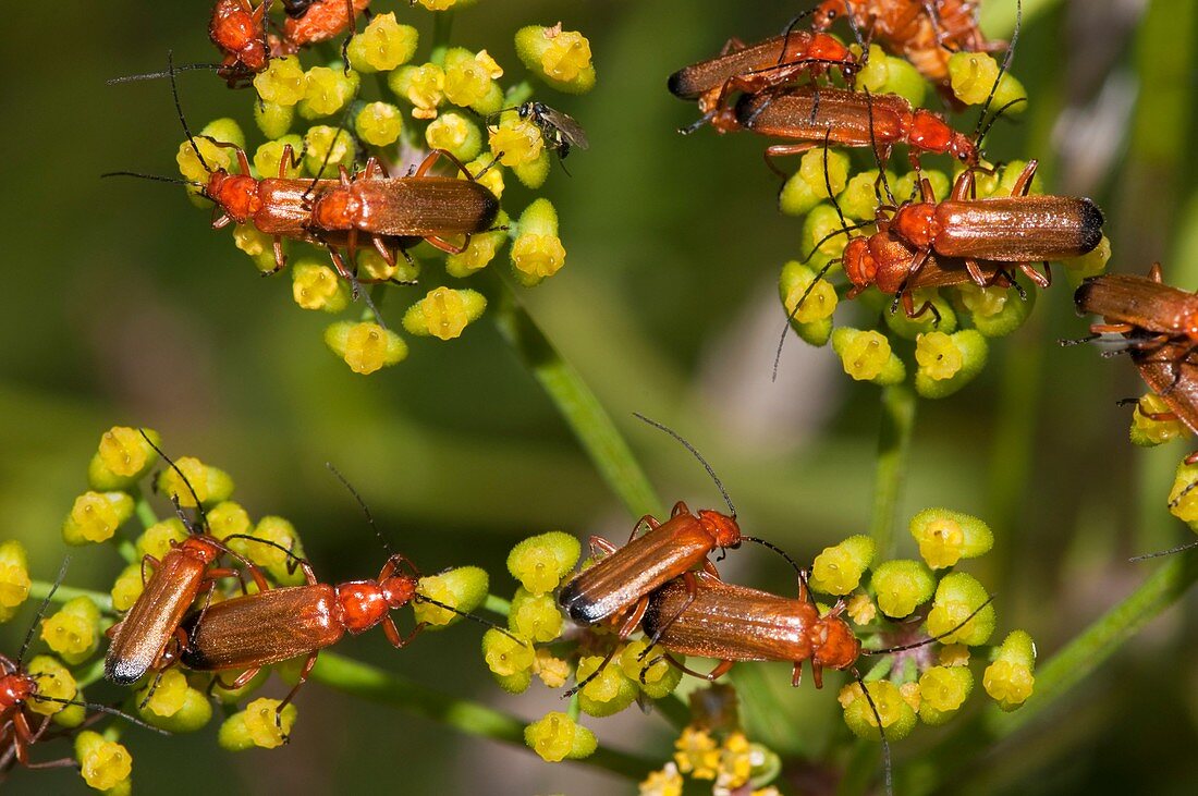 Soldier beetles on wild parsnip flowers