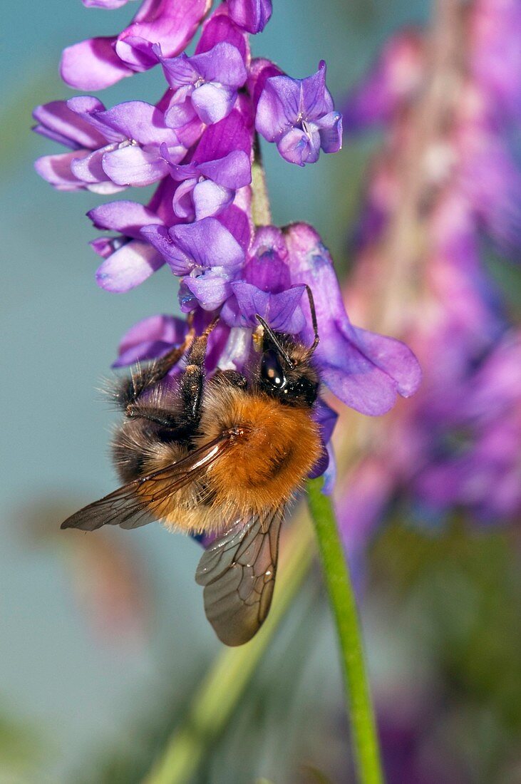 Bumblebee on vetch (vicia cracca) flowers