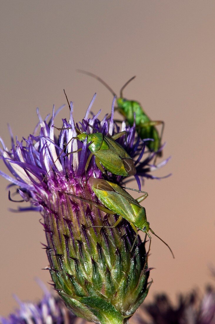 Common green capsid bugs on a flower