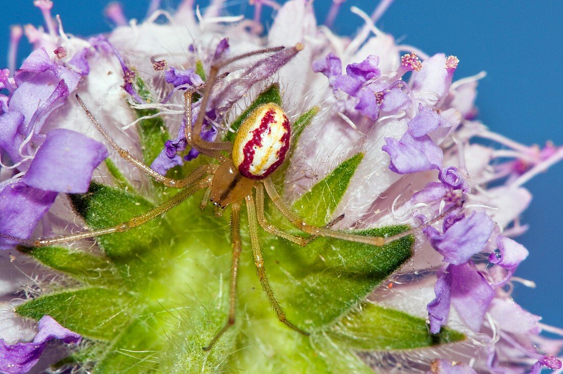 Candy-striped spider on a meadow thistle