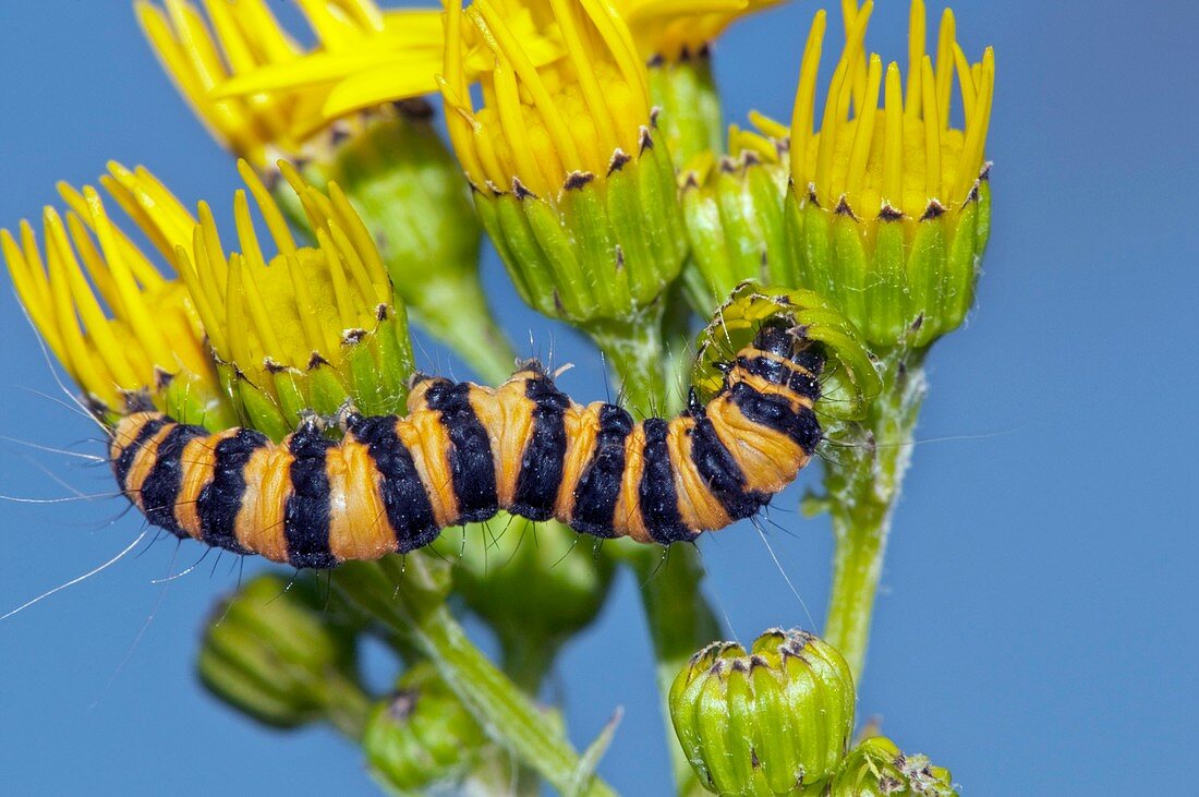 Moth caterpillar on flowers