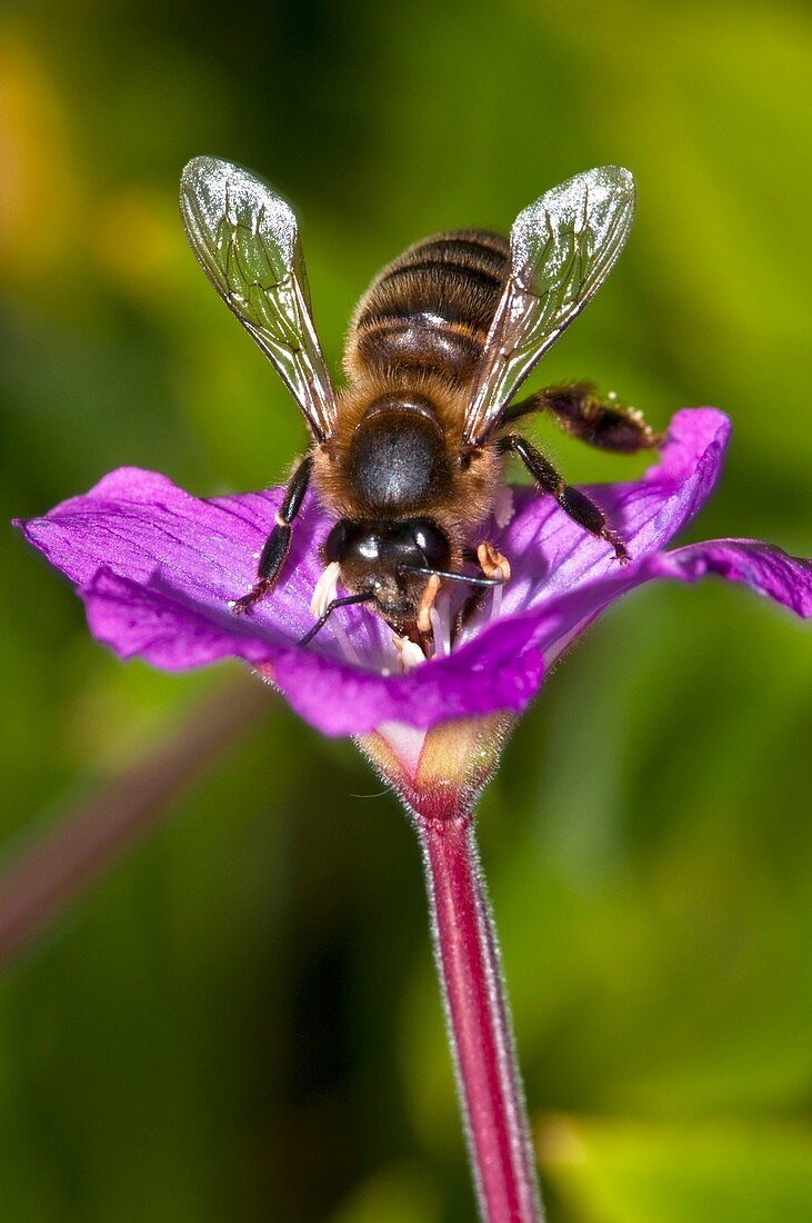 Honeybee on hairy willowherb