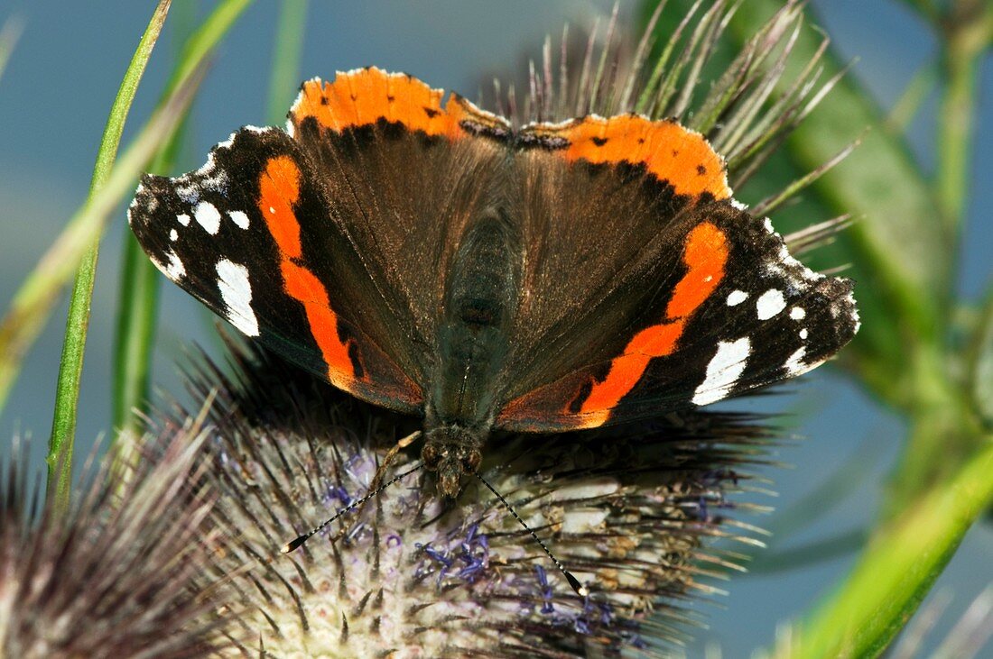Red admiral butterfly on teasel