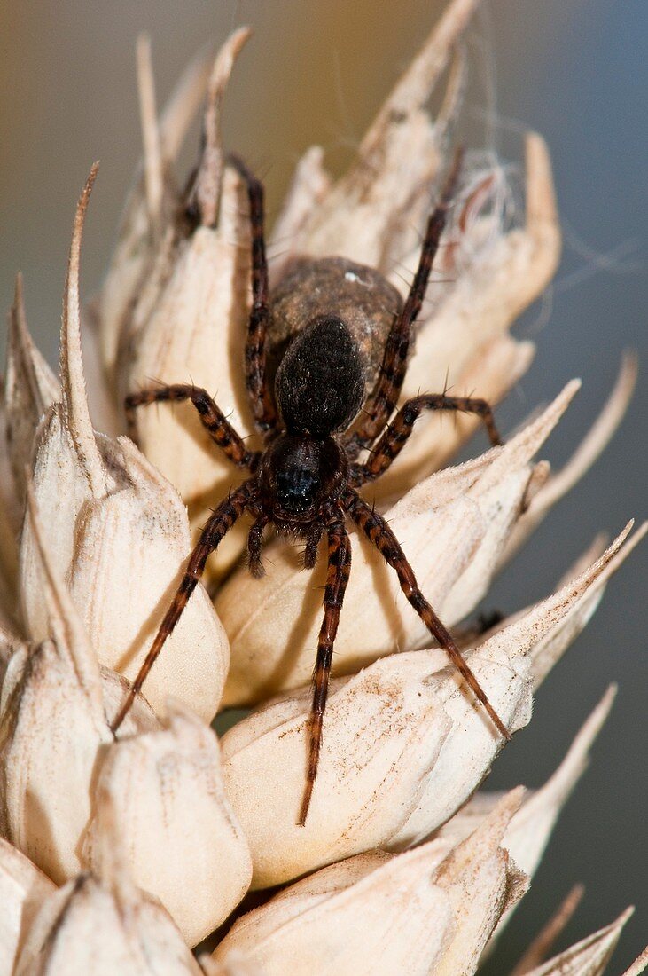 Wolf spider and egg sac