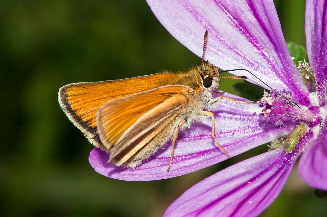 Small skipper butterfly on common mallow