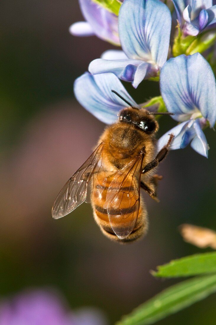 Honeybee on cultivated Medicago sativa