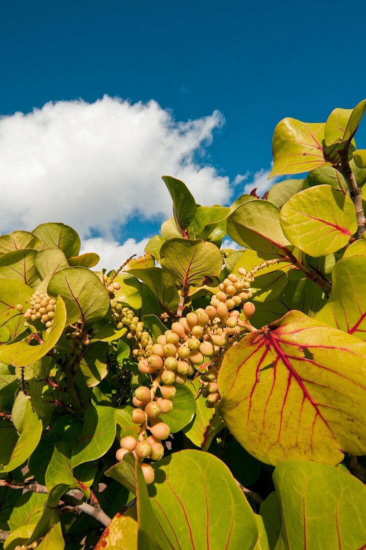 Sea-grape (Coccoloba uvifera) fruiting