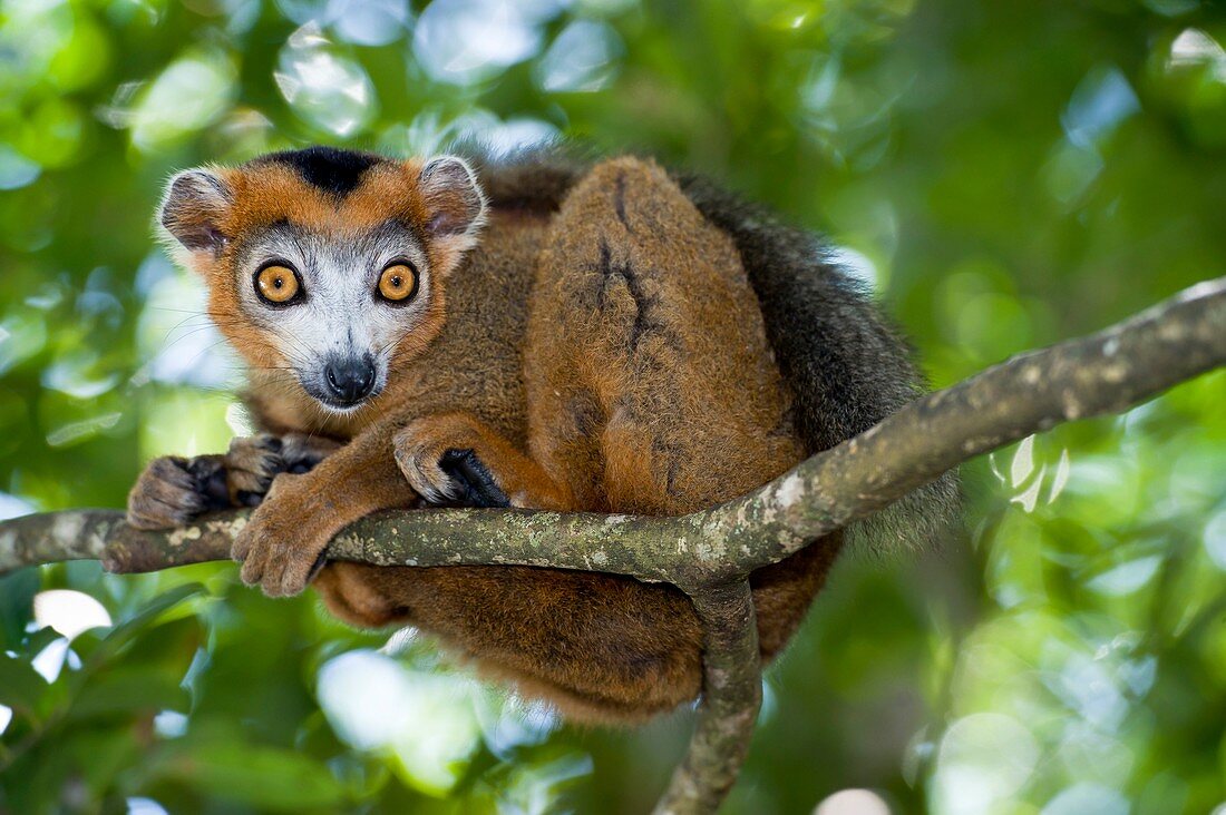 Crowned lemur male