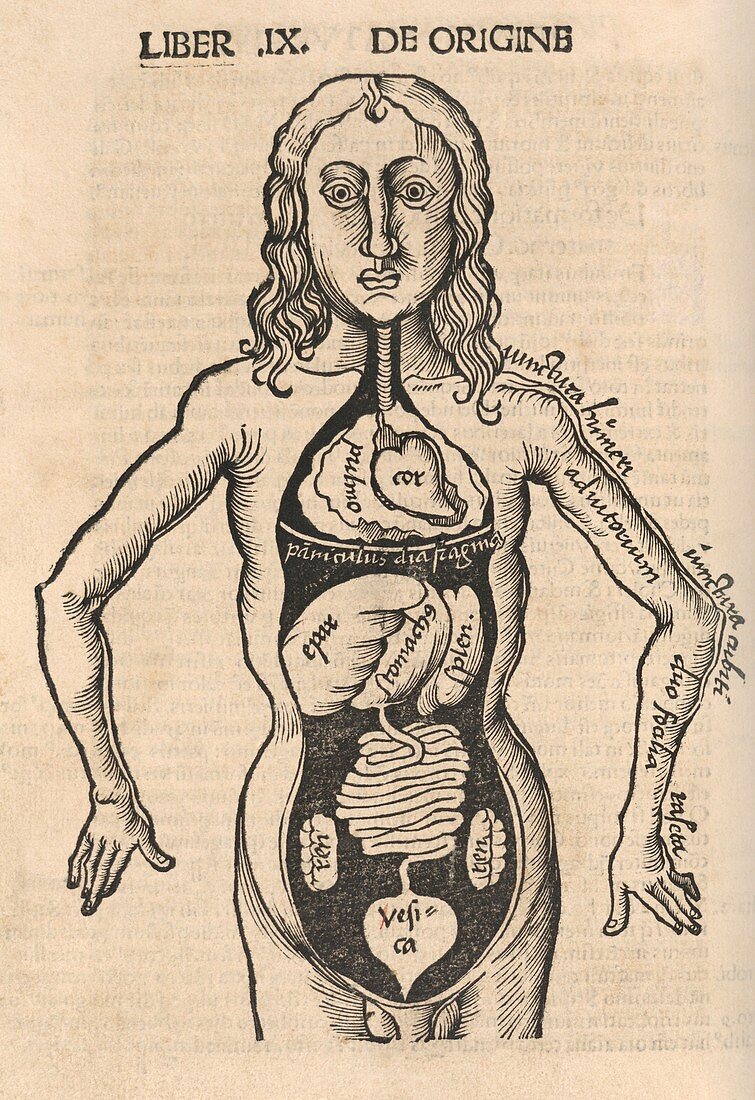 Anatomical dissection,16th century