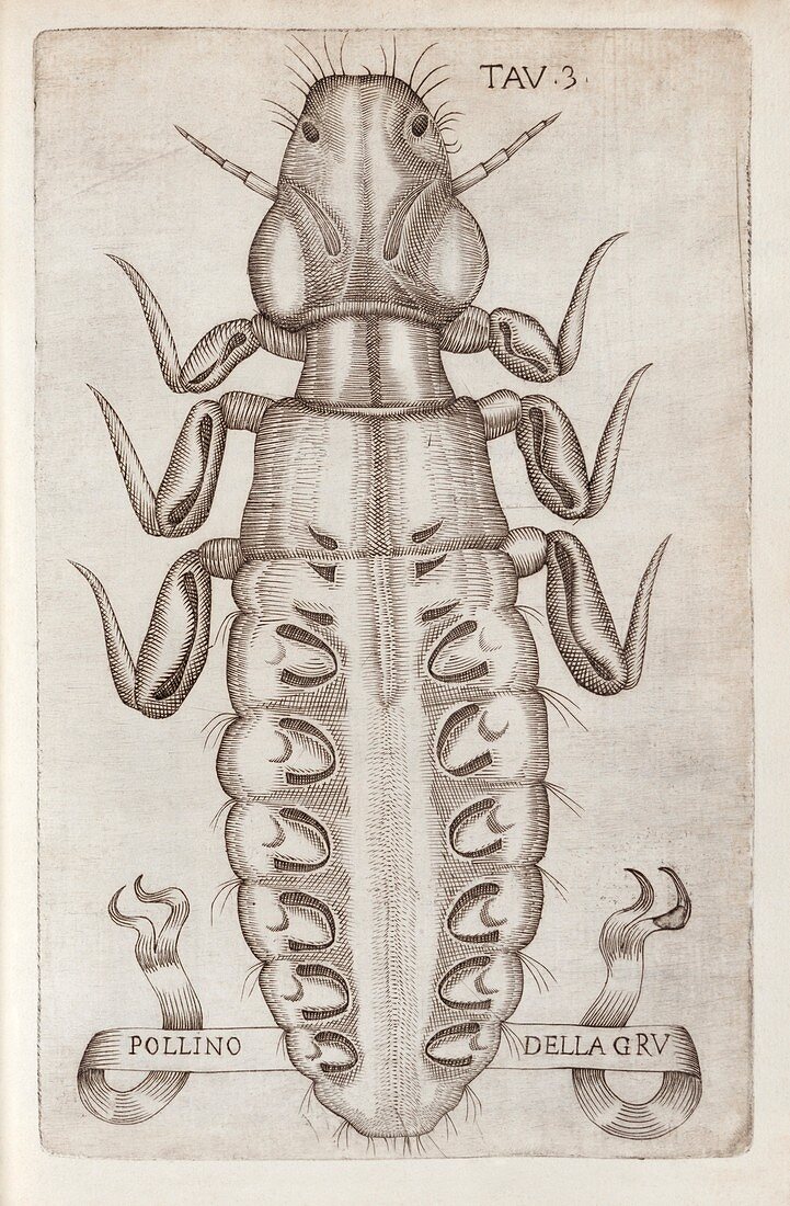 Crane louse,17th century