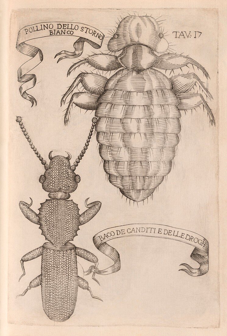 Louse and beetle,17th century