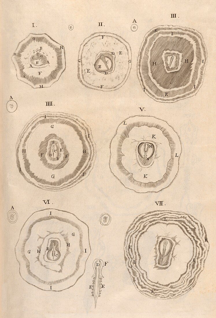 Incubated eggs,17th-century microsopy
