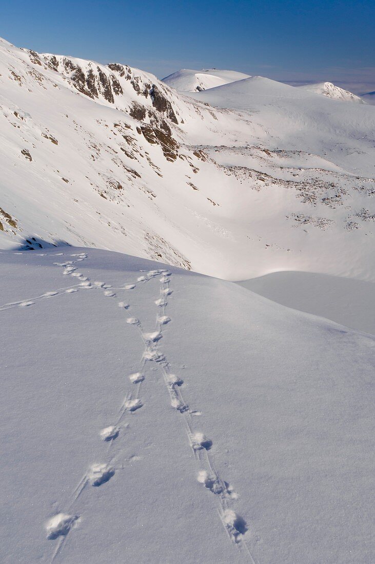 Ptarmigan tracks in snow,Cairngorms