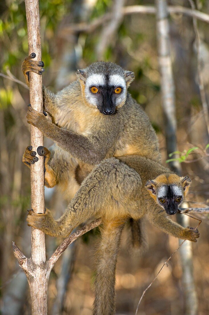 Red-fronted lemur mother and baby