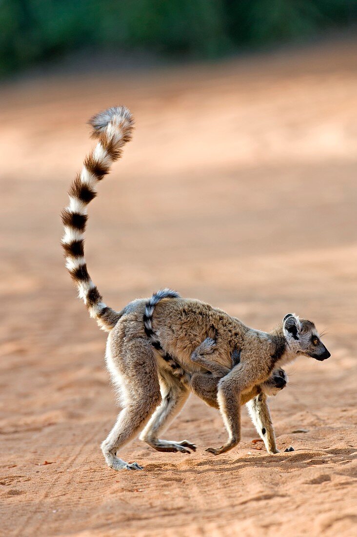 Ring-tailed lemur mother and baby