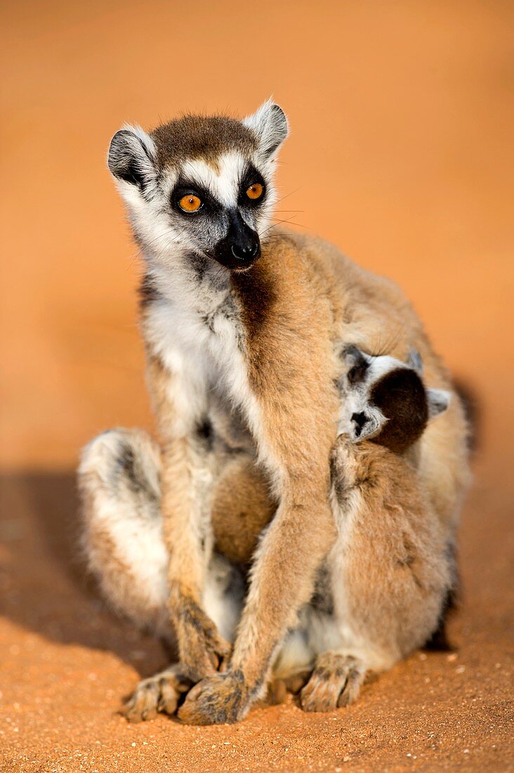 Ring-tailed lemur mother and baby
