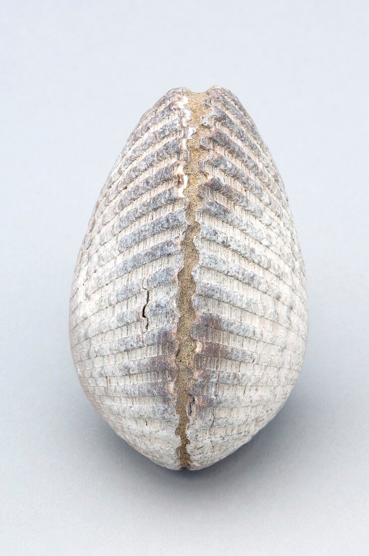 Fossil clam