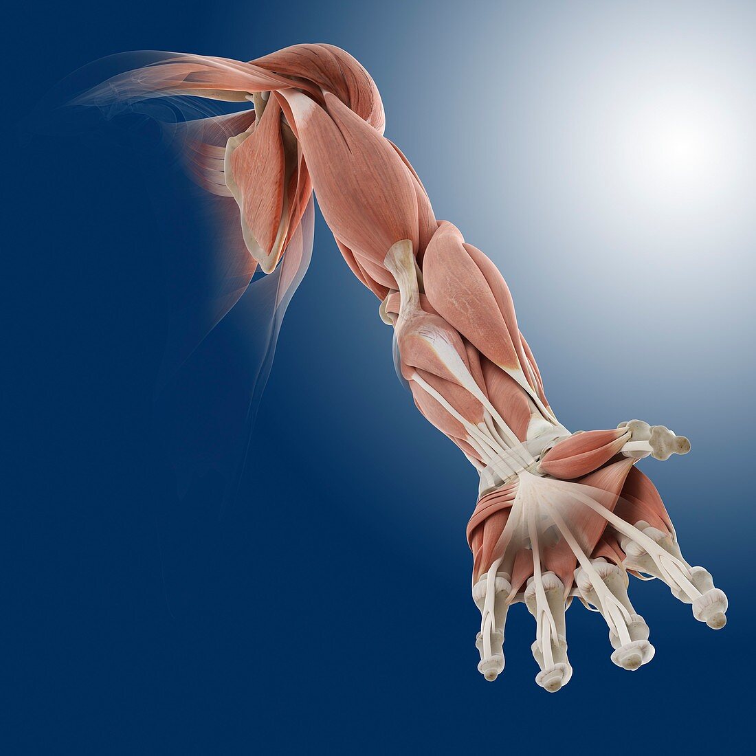Frontal arm muscles,artwork