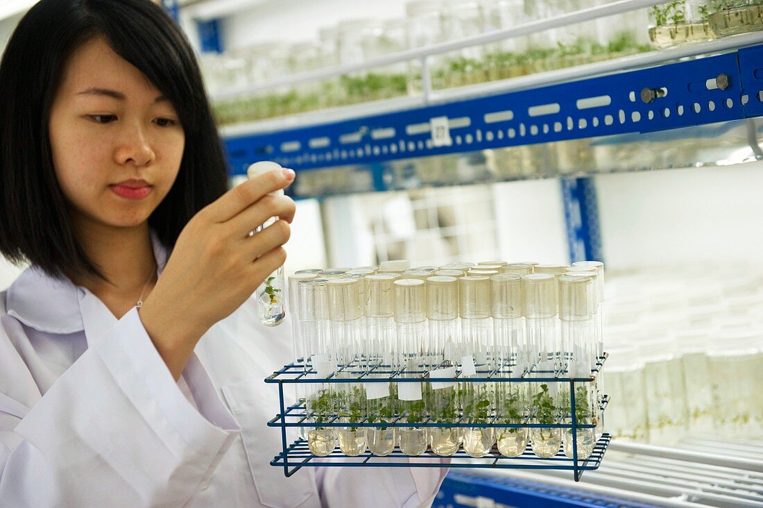 Plant researcher,Malaysia