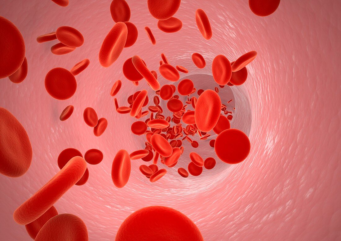 Red blood cells,artwork