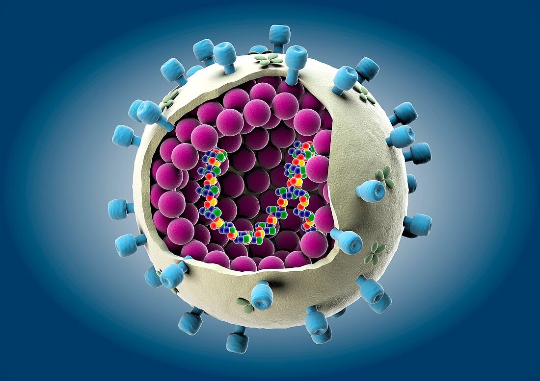 Influenza virus particle,artwork
