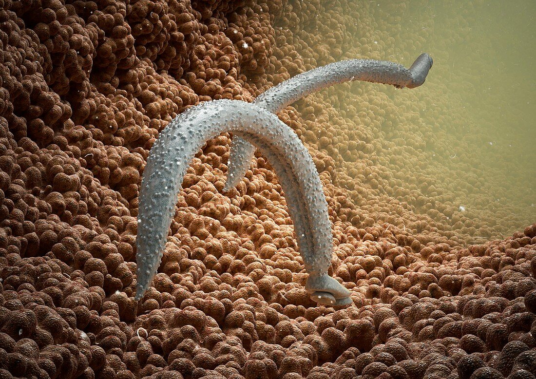 Schistosome fluke worms,artwork