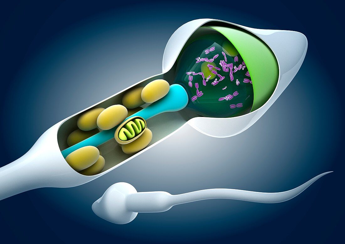 Sperm cell anatomy,artwork