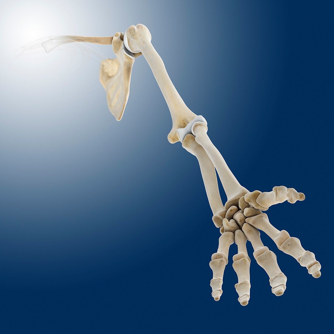 Arm bones and joints,artwork