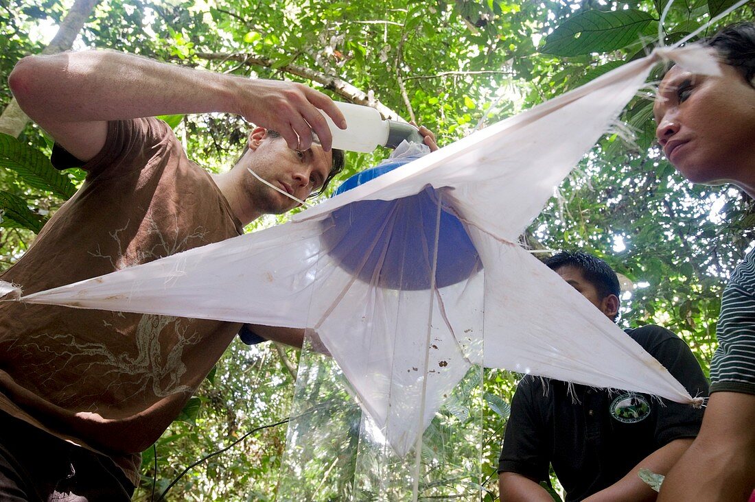 Researchers collecting insects,Borneo