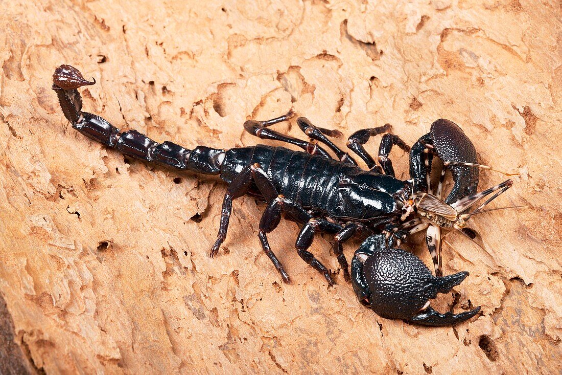 Emperor scorpion eating a cricket