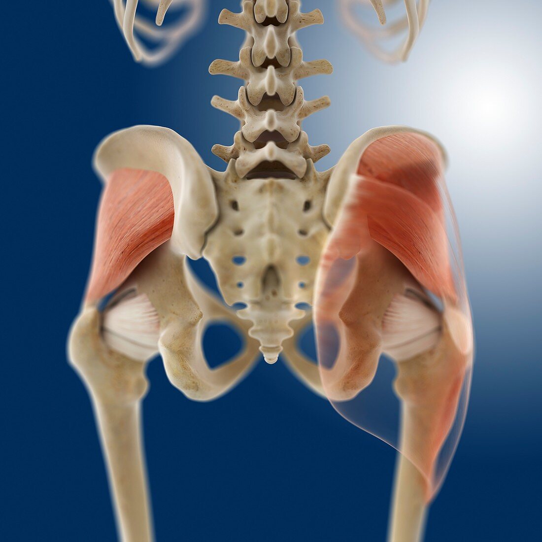 Buttock muscles,artwork