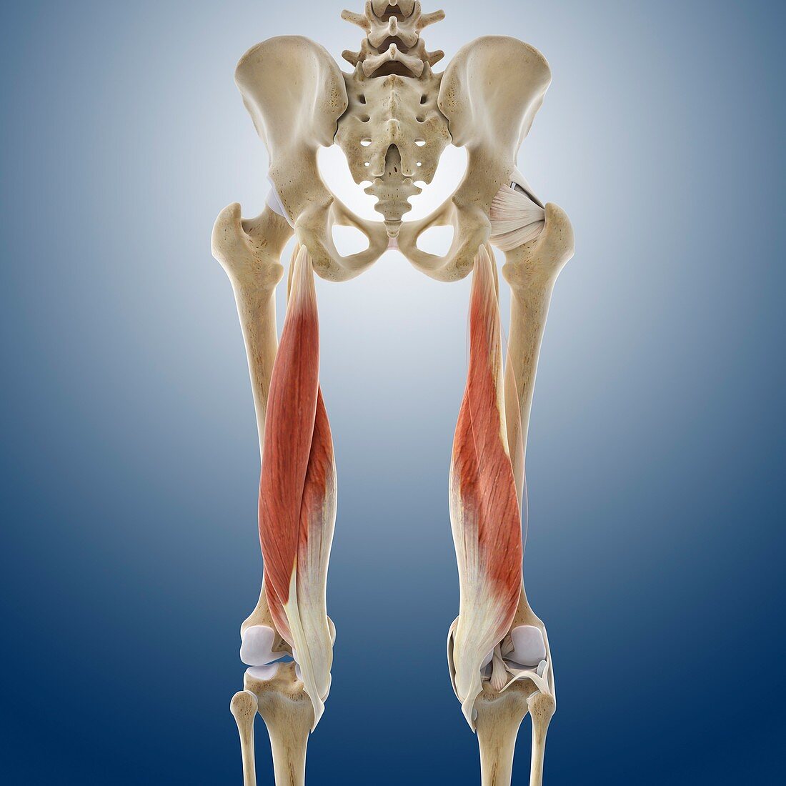 Thigh hamstring muscles,artwork