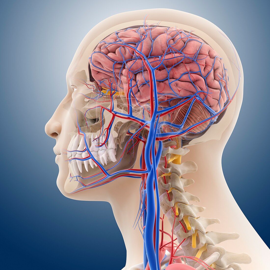 Head and neck anatomy,artwork