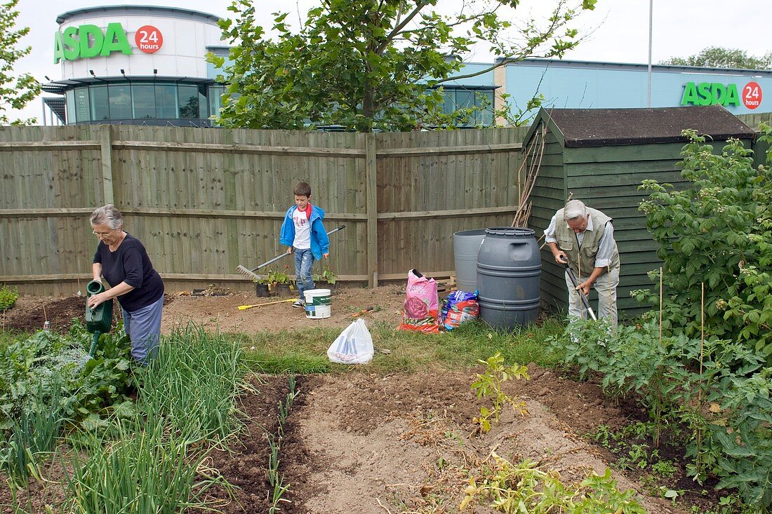 Allotment cultivation