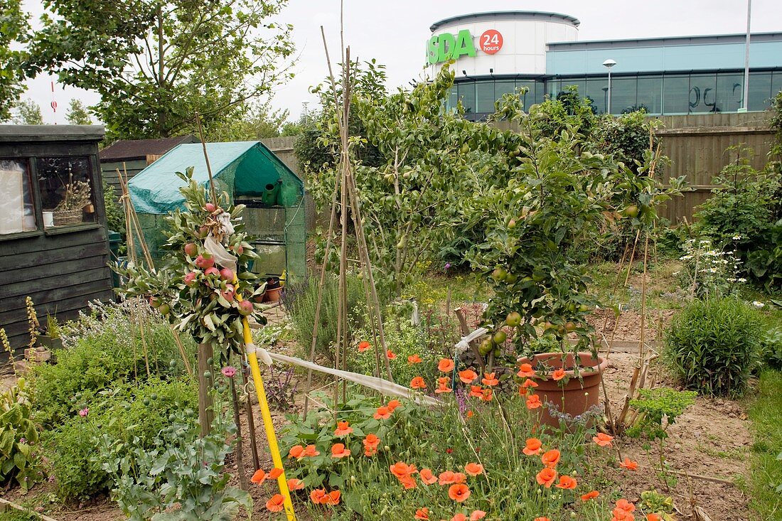 Allotment companion flower planting