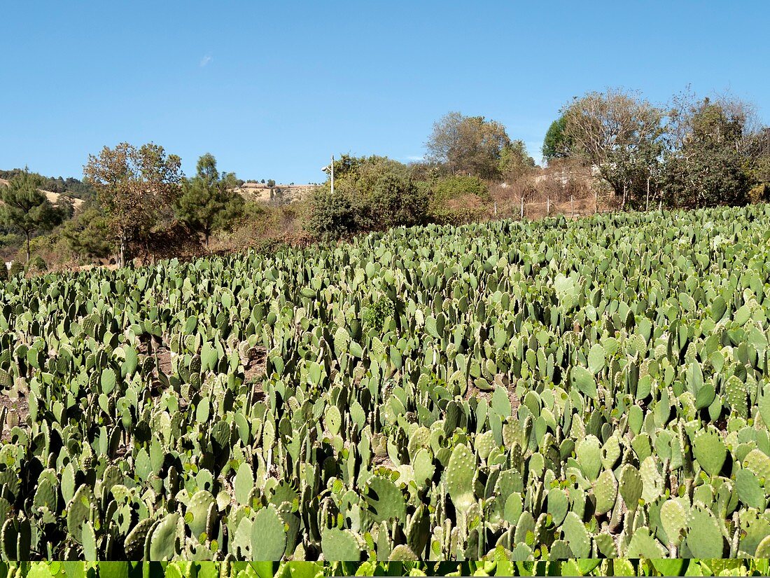 Cactus field,Mexico